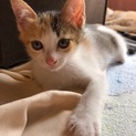 賢くお世話好きな三毛猫アサヒ