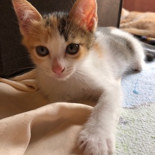 賢くお世話好きな三毛猫アサヒ