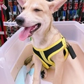 元気な可愛いミックス犬です！