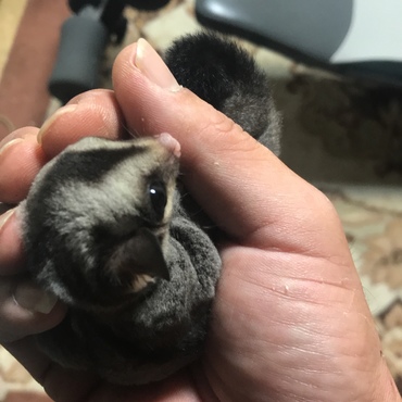 2ヶ月になりました。すくすくと育ってます'｀ｨ(´∀｀∩