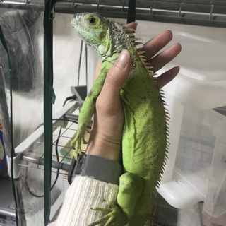 グリーンイグアナ