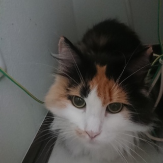 長毛ミケのランちゃん