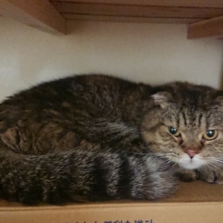 丸顔レイちゃん