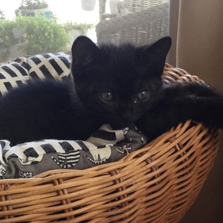 くろねこピーターくん