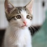 ねこっぱち(正式名称:猫坂...(保護活動者)