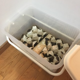 沢山のご応募ありがとうございました！「デュビア」