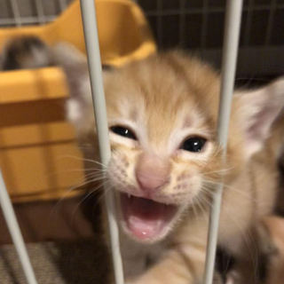 スキンシップ大好きボーイ★茶トラのシュー