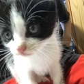 子猫ちゃん保護（2ヶ月前後）