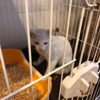 里親さま決まりました。 ありがとうございました！