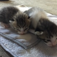 子猫二匹