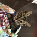誰かボク？ワタシ？の家族になってください！