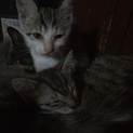 生後2か月の子猫ちゃん3匹です。