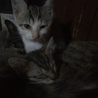 生後2か月の子猫ちゃん3匹です。