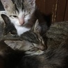 生後2か月の子猫ちゃん3匹です。 サムネイル2