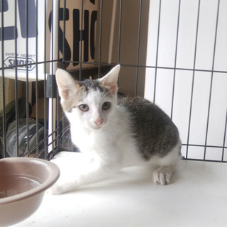 子猫 生後約４ヶ月 サバ白ちゃん ビビリな子です