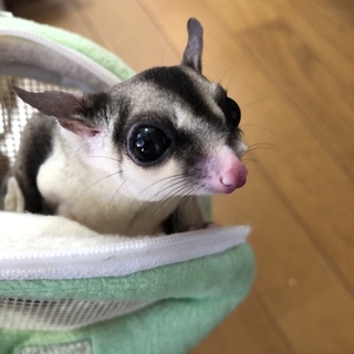 フクロモモンガ里親募集