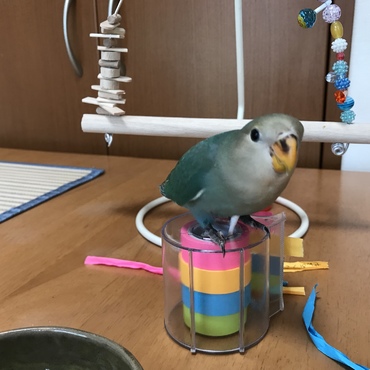 9／23 嘴が黒からだいぶ黄色に変わってきました！
