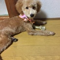 トイプードルのパピーです。