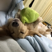 だっくん