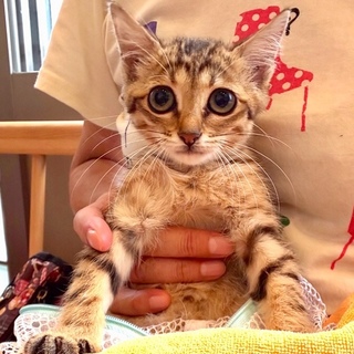 緊急！母猫とはぐれた野良の子猫、ヒトミちゃん
