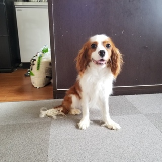 キャバリア女の子1歳メス！