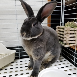 うさぎ☆ミニレッキス、オス至急です。