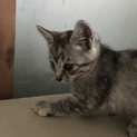 子猫 サバトラ ワンポイント メス