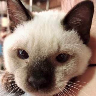 代理掲載・チビ太