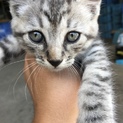 子猫 サバトラ オス