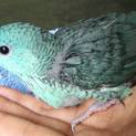 ありがとうございました！【サザナミインコ 雛2羽】