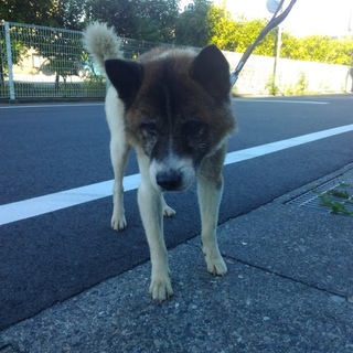 用水路に落ちていたわんこ