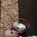 キンクマハムスターと長毛ハムスターの子供