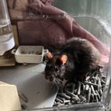 映画出演！ファンシーラット飼い主募集