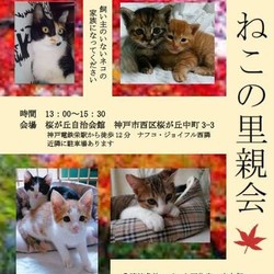 【台風により中止】9/30(日)桜が丘で猫の譲渡会