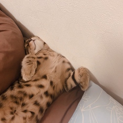 すやすや