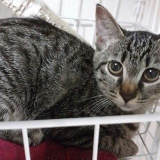 甘えん坊なあらたちゃん約4カ月