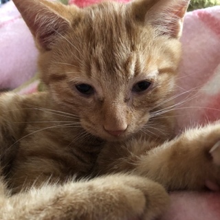 おじいちゃんはアメショーです