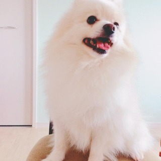 お見合相談中募集停止ポメラニアン男子★小太郎★