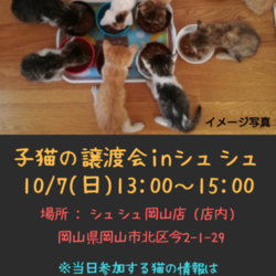 子猫の譲渡会inシュシュ岡山店