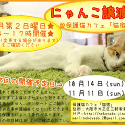 にゃんこ譲渡会