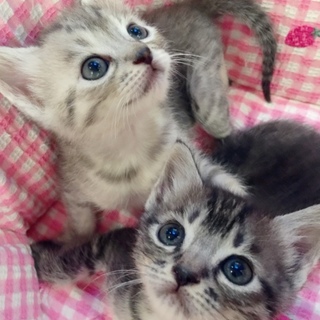 1か月 お目々ぱっちりサバトラ兄妹