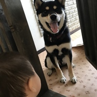 こてつ