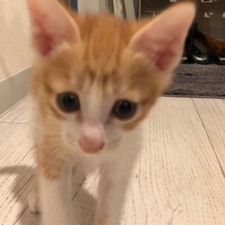 末っ子甘えん坊♪食欲旺盛！茶白のタルトくん