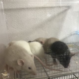 ファンシーラットの赤ちゃん　女の子　　