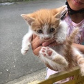 猫の里親きゅうほ