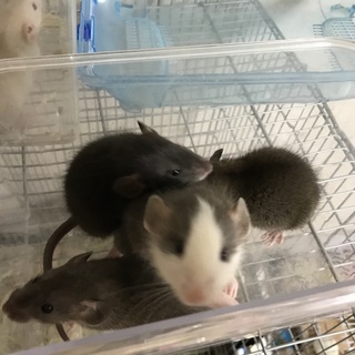 ファンシーラットの赤ちゃん　男の子　