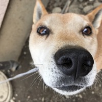 むさし
