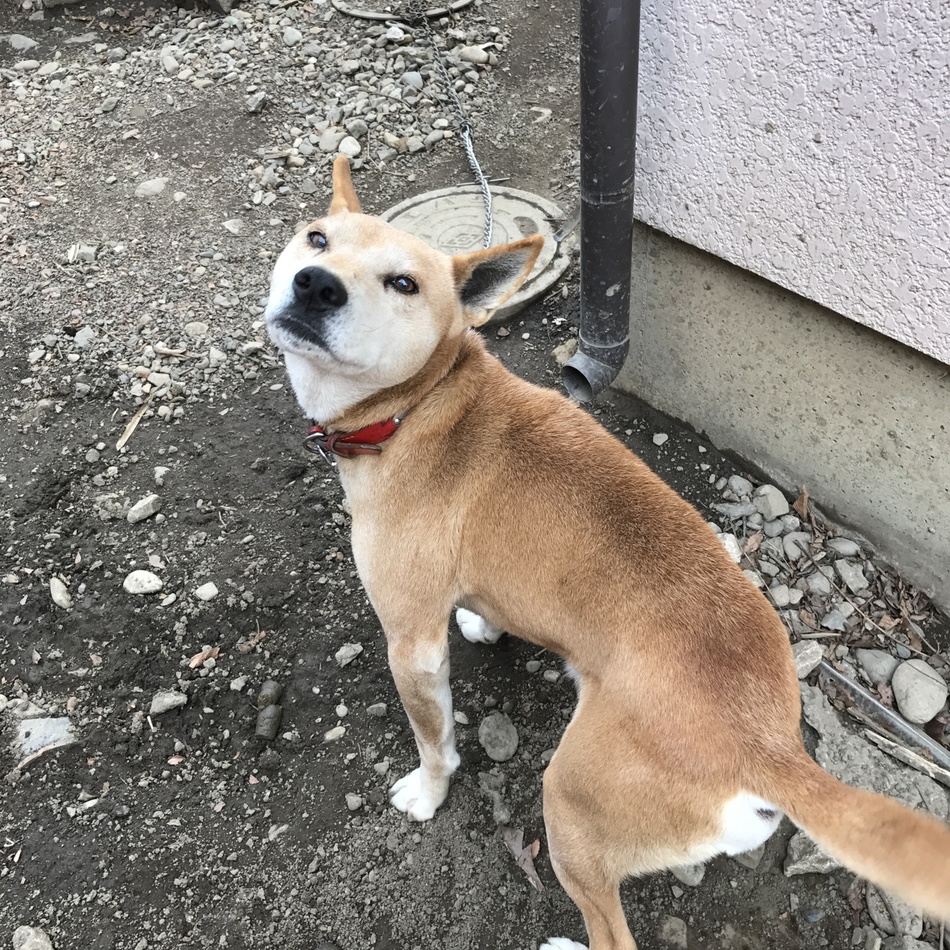むさしのカバー写真