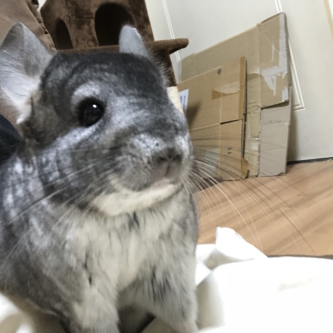 のがきのカバー写真