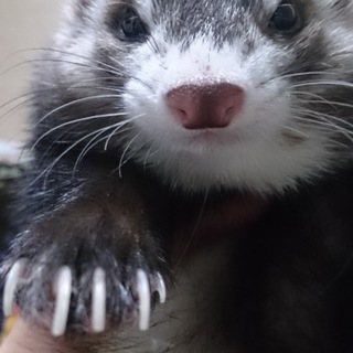 ねむちゃん(♀)の里親募集しています！